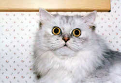 Cat7