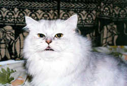 Cat8