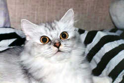 Cat9