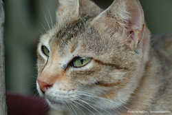 DSCF0661a