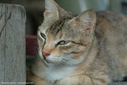 DSCF0665a