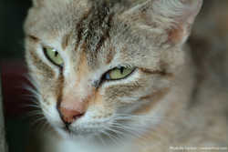 DSCF0685a