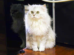 cat1cat