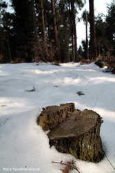 DSCF7278a
