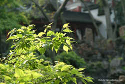 DSCF0625a