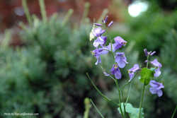 DSCF0672a