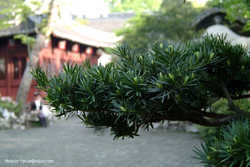 DSCF4999a