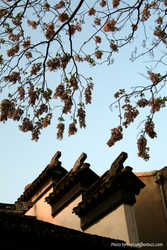DSCF5531a