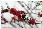 IMG 09351