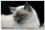 GuGu ~ ��
