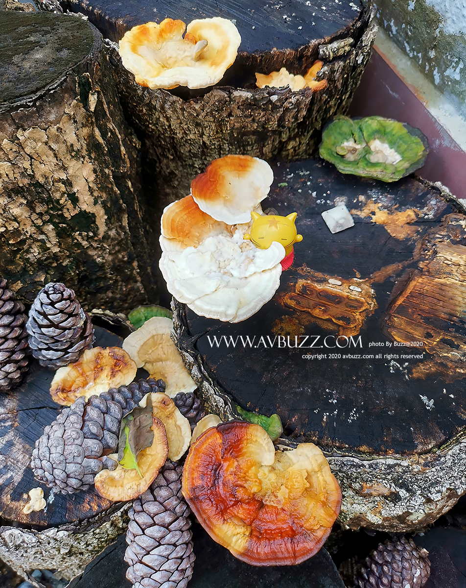 IMG_20200919_091206-01